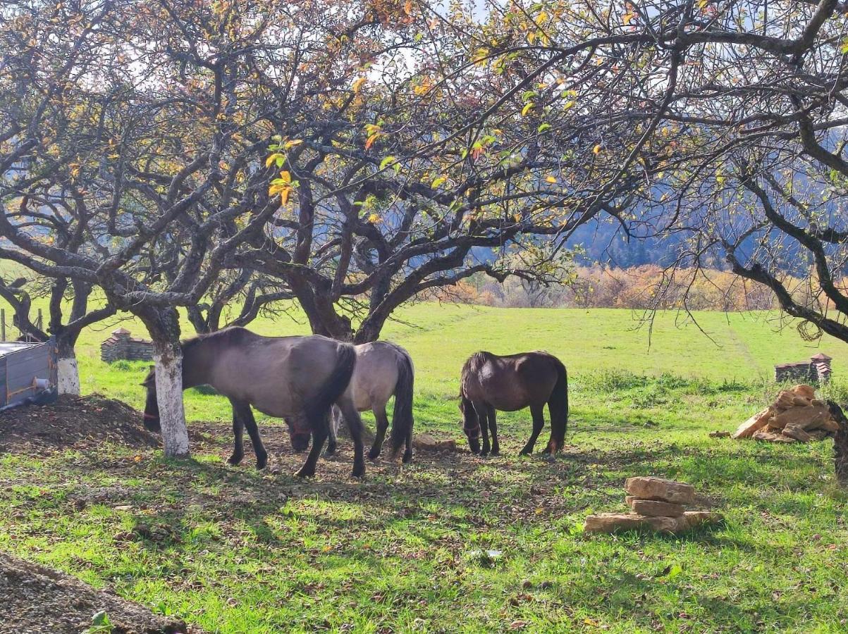 Jabloniowy Sad Kalwaria Paclawska Villa Buitenkant foto